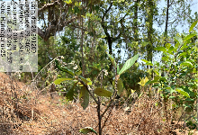 Impact Project Image
